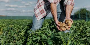 AGROTEAM – ΠΑΡΑΓΩΓΗ ΚΑΙ ΕΜΠΟΡΙΑ ΠΑΤΑΤΑΣ
